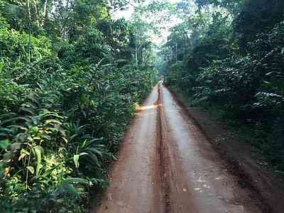 Heading into the area where wild gorillas still live