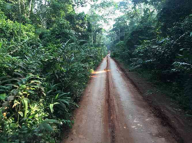 Heading into the area where wild gorillas still live