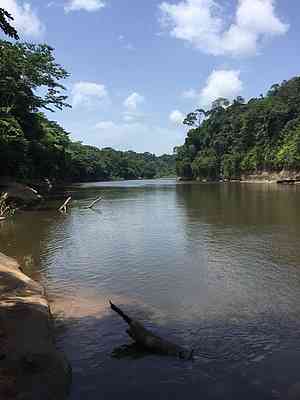 This is a tropical rainforest area.