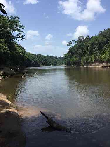 This is a tropical rainforest area.