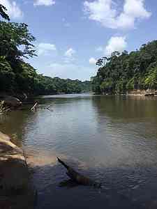 This is a tropical rainforest area.