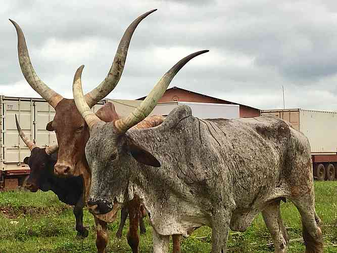 The local cattle look like you shouldn’t mess with them.