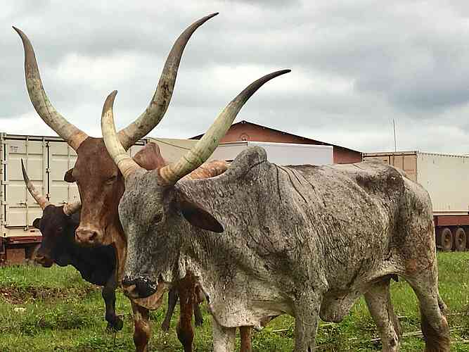 The local cattle look like you shouldn’t mess with them.