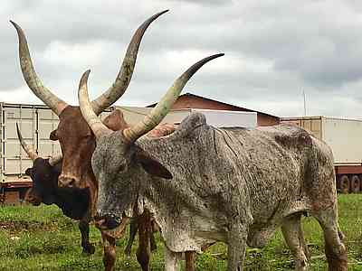 The local cattle look like you shouldn’t mess with them.