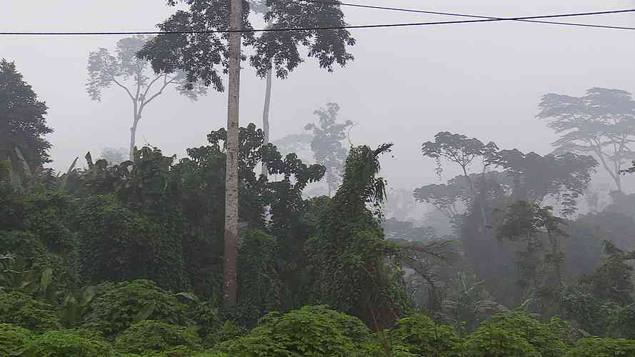 Impenetrable jungle on every side
