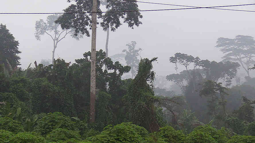 Impenetrable jungle on every side
