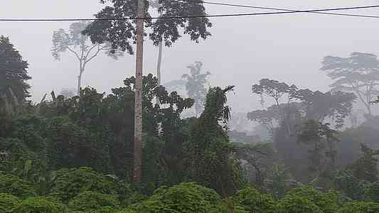 Impenetrable jungle on every side