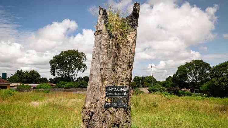 There had been ritualistic killings performed there for many years, and where two live trees and an old tree stump stood, people worshipped false gods and hung themselves as a form of self-sacrifice.