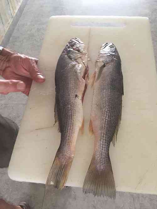 Local fish straight from the river to our plates